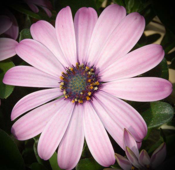 Blomma